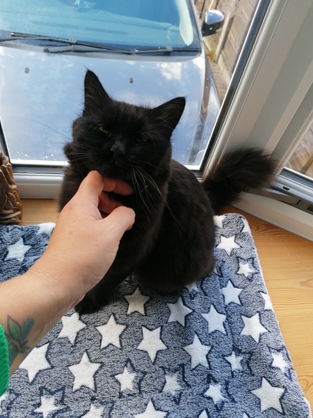 Lucky black cat appreciation thread