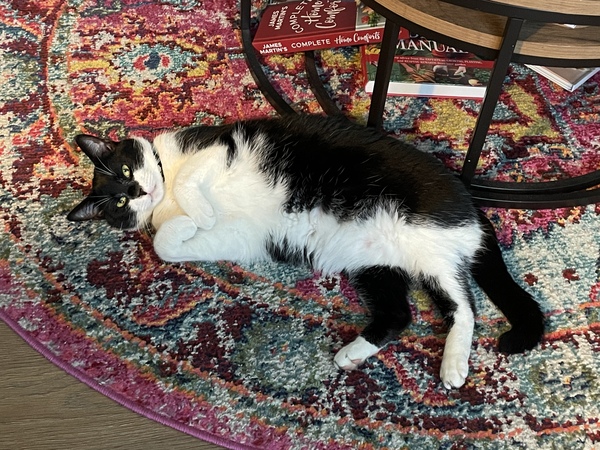 Do you think your cat likes you?