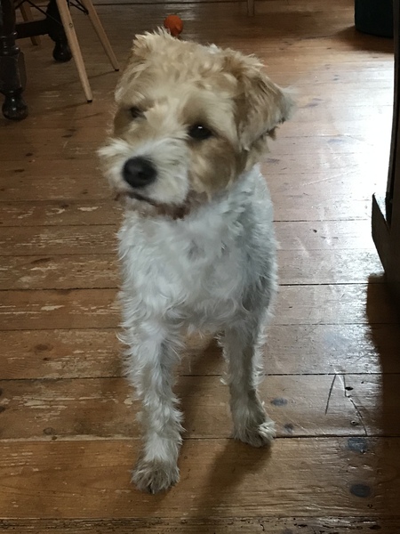 Should I rehome this dog?