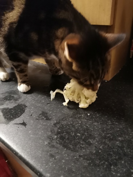 The cat is broken...