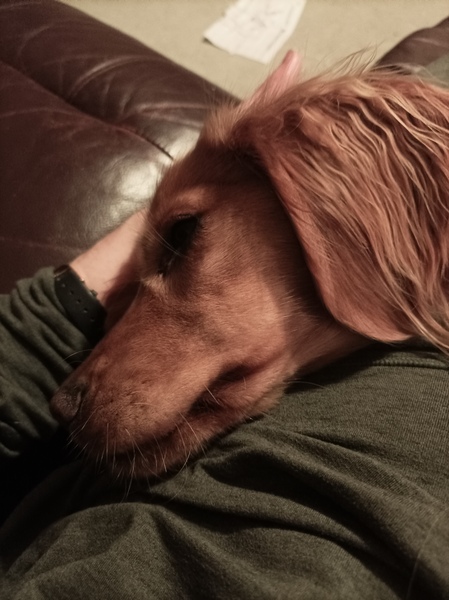 What might be behind this barking?