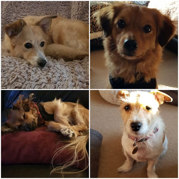 Who fancies a lovely thread filled with dogs?