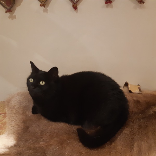 Show me your black cats!