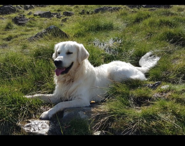 Who fancies a lovely thread filled with dogs?