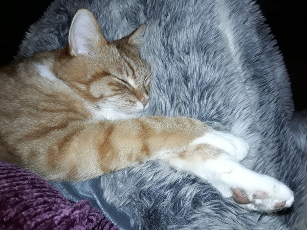 Help!  I'm trapped under a cat
