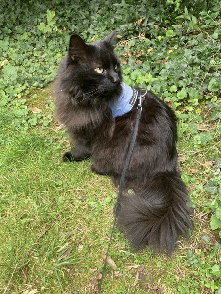 Show me your black cats!