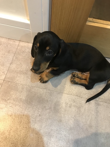 Dpup refusing to going in his crate at night