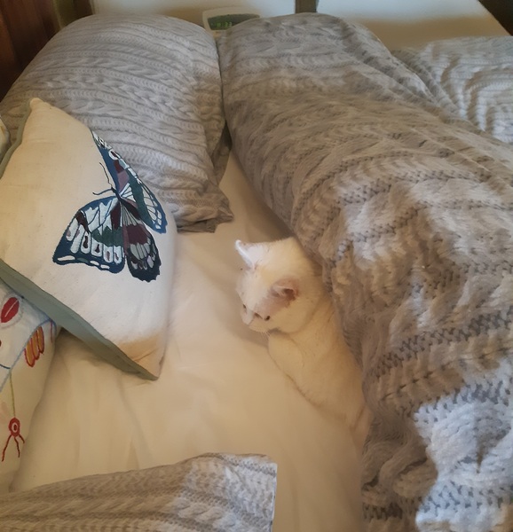 What's your DCat up to today? (Thread 9)