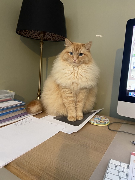 Tell me about Ragdolls