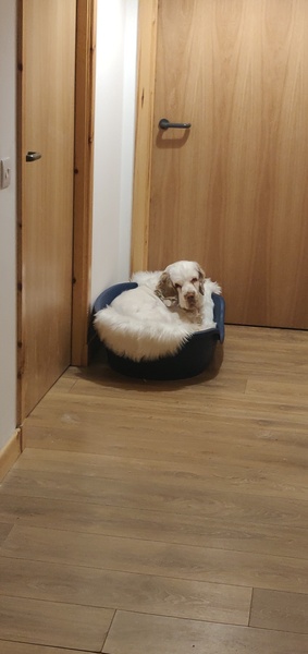 Who fancies a lovely thread filled with dogs?