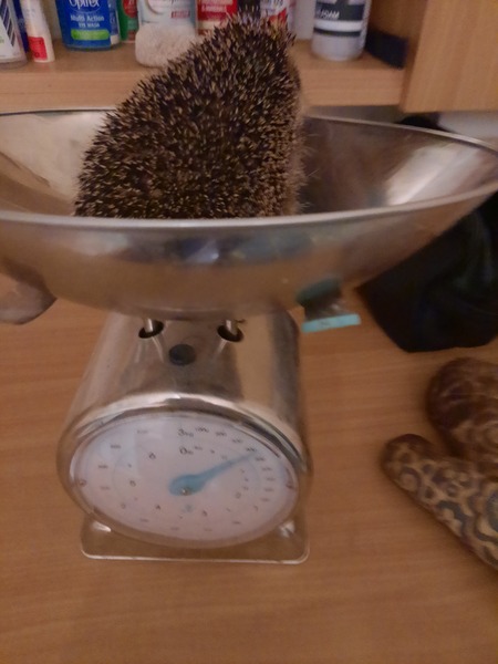 How do you catch a hedgehog?