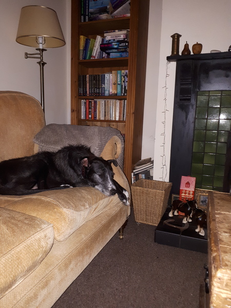 Who fancies a lovely thread filled with dogs?