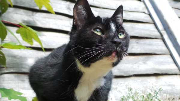 Show me your black cats!