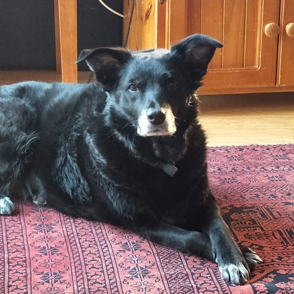 Happy black dog day!