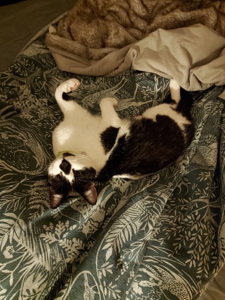 Help with a scratchy kitten!