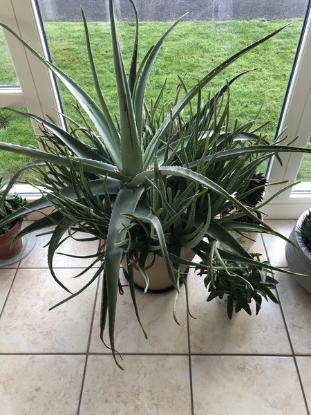 Please help me with my aloe veras