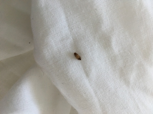 Please tell me this isn’t a bed bug (pic)