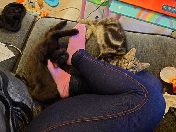 Show me your black cats!