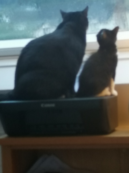 Lucky black cat appreciation thread