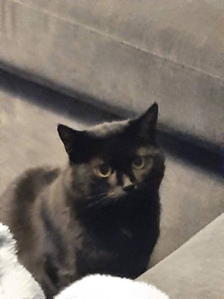 Brexit Megathread Part 3: COP26 and beyond. The Empire is no more.