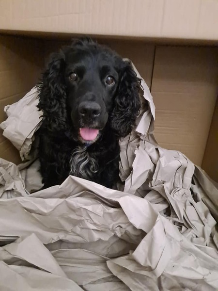 Happy black dog day!