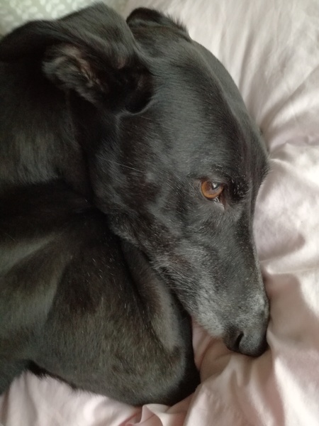 Happy black dog day!