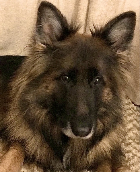 Who fancies a lovely thread filled with dogs?