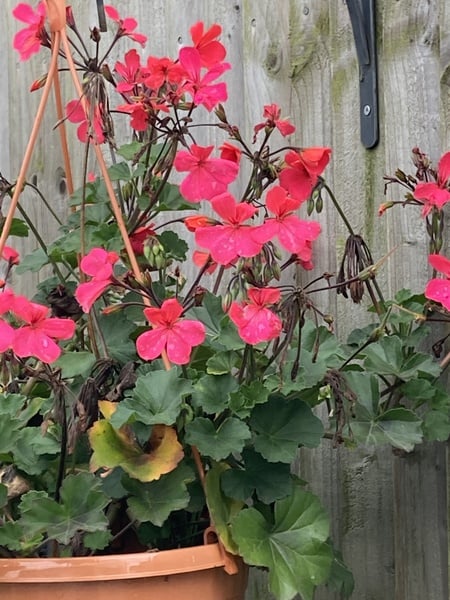 Plant ID please