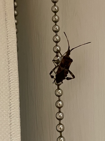 Any insect experts out there?