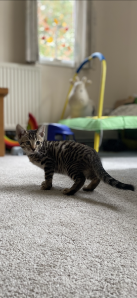 Can anyone help me with the initial healthcare costs of a kitten?