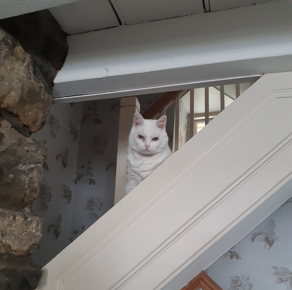 What's your DCat up to today? (Thread 9)