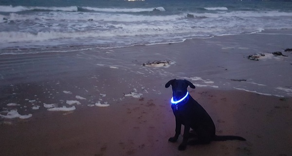 Puppy survival thread. Oct/Nov fireworks!