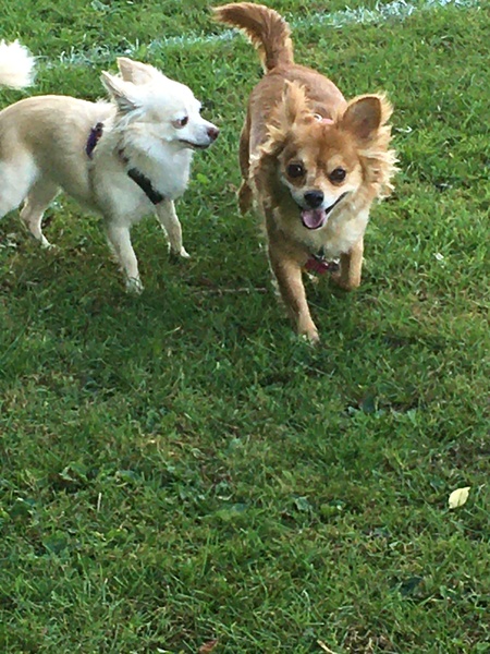 Dogs have eaten quality street.