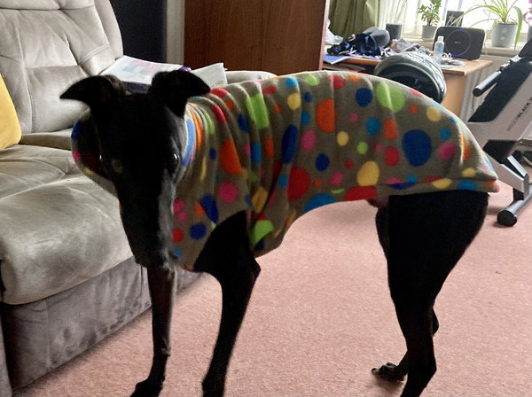 Greyhound menu ideas please