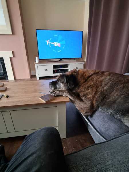 Who fancies a lovely thread filled with dogs?