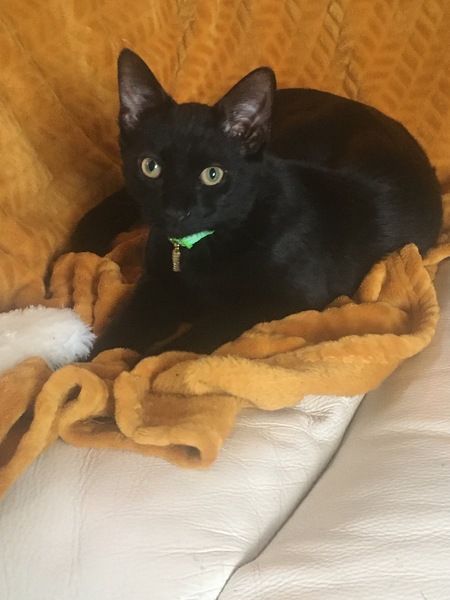 Do your black cats wear collars?