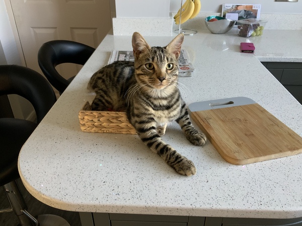 Chew toy for half Bengal
