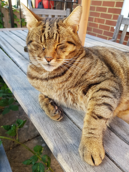Thug cat part 4.  After all, it's not my Axminster.
