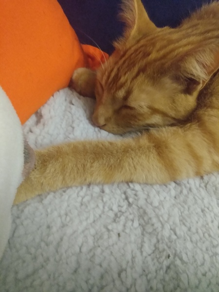 Chez Ollie - "Give me your tired, your paw, your purring masses..." - All welcome