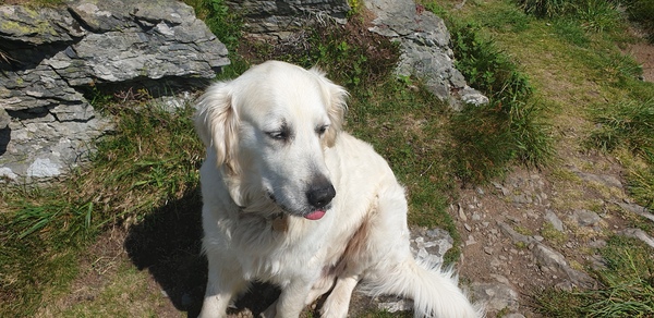Who fancies a lovely thread filled with dogs?