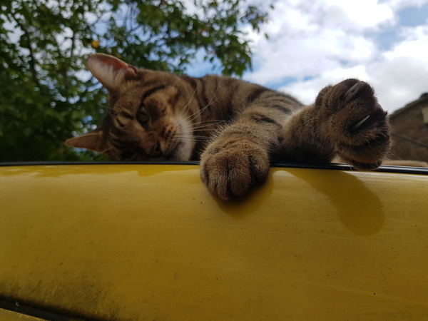 Thug cat part 4.  After all, it's not my Axminster.