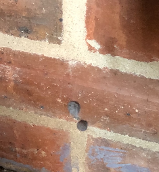 Is this a false widow spider?