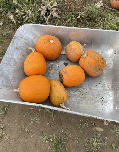 Primary school auties: summer and the new academic year - thread 7