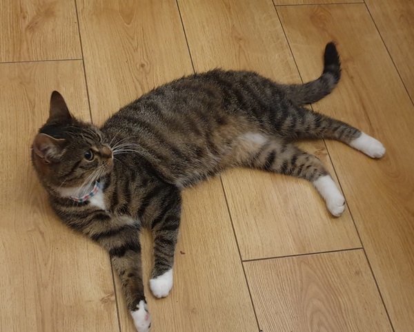 Settling a new cat