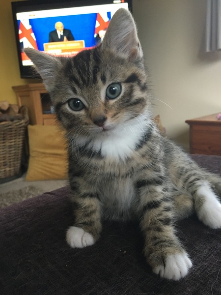 New Kitten nighttime routine