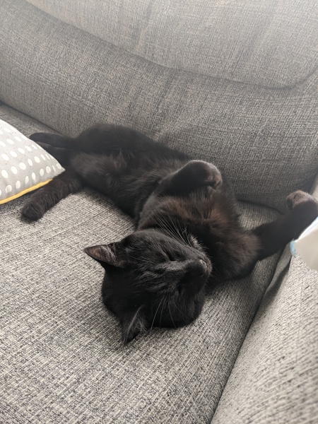 Lucky black cat appreciation thread