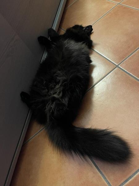 Lucky black cat appreciation thread
