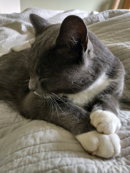 Food bowls that control mess - somehow!