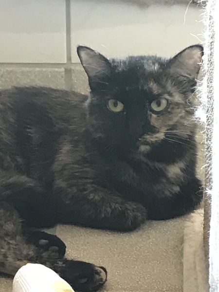 Should I adopt this Tortie? Anyone regretted getting a 2nd?