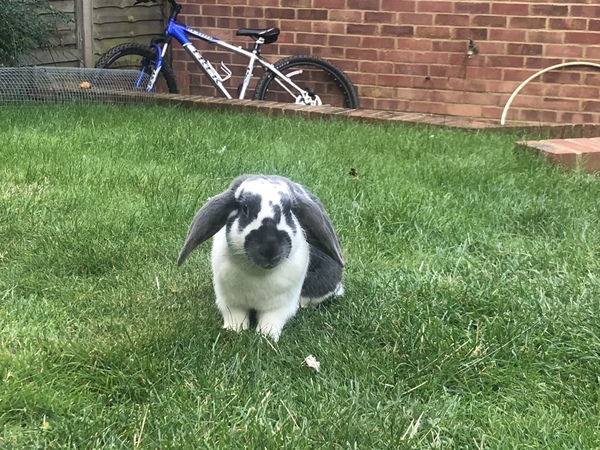 Inspired by the dog thread would anyone like to talk rabbits?